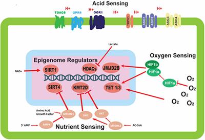 Causes and Consequences of Variable Tumor Cell Metabolism on Heritable Modifications and Tumor Evolution